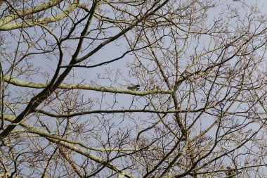 Şubat ayında bir Columba palumbus kuşu bir Acer ağaç dalında oturur. Kolomb palumbus güvercini güvercin ve güvercin familyasının büyük bir türüdür. Berlin, Almanya, Avrupa.                          
