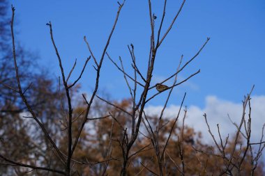 Şubat ayında bir erkek serçe, Passer domesticus, bir Fraxinus Excelsior ağacının dalında oturur. Ev serçesi, Passer domesticus, Serçe familyasından bir kuş türü. Berlin, Almanya, Avrupa. 