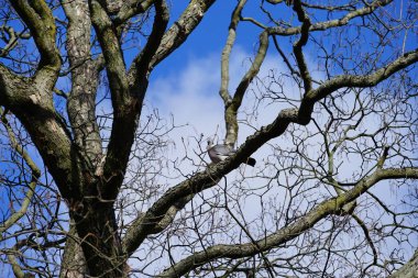 Şubat ayında bir Columba palumbus kuşu bir Quercus Robur ağaç dalında oturur. Kolomb palumbus güvercini güvercin ve güvercin familyasının büyük bir türüdür. Berlin, Almanya, Avrupa.