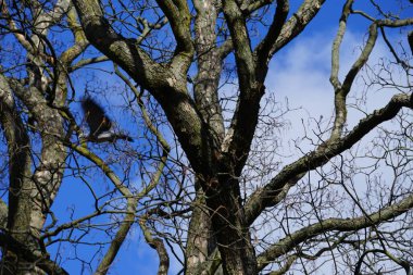 Şubat ayında bir Columba palumbus kuşu Quercus Robur ağacının yanında uçar. Kolomb palumbus güvercini güvercin ve güvercin familyasının büyük bir türüdür. Berlin, Almanya, Avrupa.