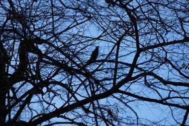 Şubat ayında arka planda Corvus cornix kuşu olan Tilia x europaea ağacı. Tilia x europaea, Tilia kordata ve Tilia platyphyllos arasında doğal olarak oluşan bir melez türüdür. Berlin, Almanya, Avrupa.