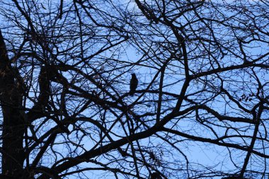 Şubat ayında arka planda Corvus cornix kuşu olan Tilia x europaea ağacı. Tilia x europaea, Tilia kordata ve Tilia platyphyllos arasında doğal olarak oluşan bir melez türüdür. Berlin, Almanya, Avrupa.