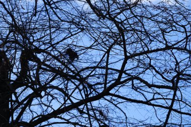 Şubat ayında arka planda Corvus cornix kuşu olan Tilia x europaea ağacı. Tilia x europaea, Tilia kordata ve Tilia platyphyllos arasında doğal olarak oluşan bir melez türüdür. Berlin, Almanya, Avrupa.