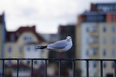 Şubat ayında Promenade Luisenhain Koepenick 'in çitlerine tüy tüyü tünemiş bir Chroicocephalus ridibundus martısı. Siyah başlı martı, Chroicocephalus ridibundus, Palearctic 'de üreyen küçük bir martıdır. Berlin, Almanya. 