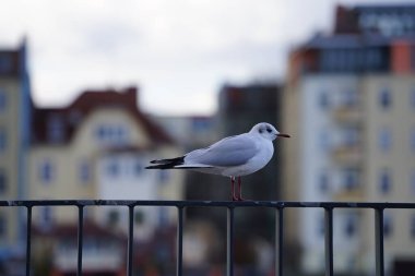 Şubat ayında Promenade Luisenhain Koepenick 'in çitlerine tüy tüyü tünemiş bir Chroicocephalus ridibundus martısı. Siyah başlı martı, Chroicocephalus ridibundus, Palearctic 'de üreyen küçük bir martıdır. Berlin, Almanya. 