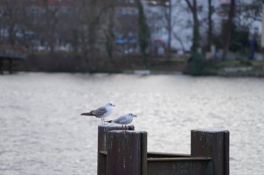 Larus canus and Chroicocephalus ridibundus gulls inhabit the Dahme River region in February. The black-headed gull is a small gull that breeds in much of the Palearctic. Berlin, Germany, Europe. 