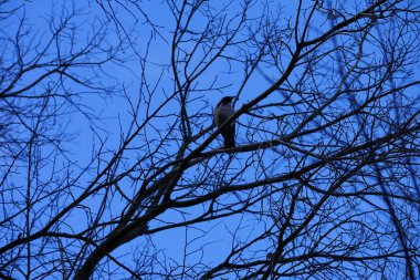 Şubat ayında bir Corvus Cornix kuşu bir ağaç dalında oturur. Kukuletalı karga (