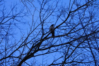 Şubat ayında bir Corvus Cornix kuşu bir ağaç dalında oturur. Kukuletalı karga (