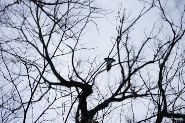 Şubat ayında bir Columba palumbus kuşu, sonsuza dek yeşil Hedera sarmalı ile çevrili bir ağaçta oturur. Kolomb palumbus güvercini güvercin ve güvercin familyasının büyük bir türüdür. Berlin, Almanya, Avrupa. 