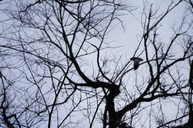 Şubat ayında bir Columba palumbus kuşu, sonsuza dek yeşil Hedera sarmalı ile çevrili bir ağaçta oturur. Kolomb palumbus güvercini güvercin ve güvercin familyasının büyük bir türüdür. Berlin, Almanya, Avrupa. 