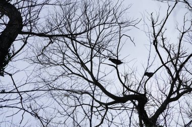 Columba palumbus kuşları bir ağaçta oturuyor, Şubat 'ta sonsuza dek yeşil Hedera sarmalı ile sarmalanmış. Kolomb palumbus güvercini güvercin ve güvercin familyasının büyük bir türüdür. Berlin, Almanya, Avrupa. 