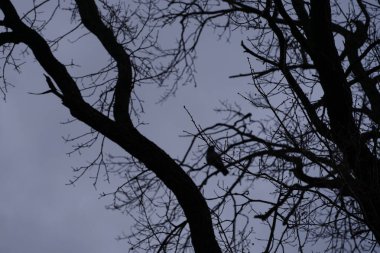 Quercus robur ağacı Şubat ayında yetişir ve arka planda Corvus cornix kuşu bulunur. Quercus robur, kayın ve meşe (Fagaceae) familyasından bir çicek türü. Berlin, Almanya, Avrupa.