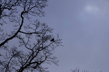 Şubat ayında bir Corvus Cornix kuşu bir Quercus soyguncusu ağacında oturur. Kukuletalı karga (