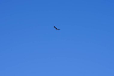 Şubat ayında bir Columba palumbus kuşu gökyüzünde uçar. Kolomb palumbus güvercini güvercin ve güvercin familyasının büyük bir türüdür. Berlin, Almanya, Avrupa.                               