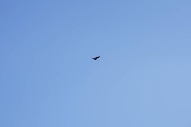 Şubat ayında Berlin 'deki bir dinlenme alanının üzerinde bir Corvus Cornix kuşu uçuyor. Kukuletalı karga (