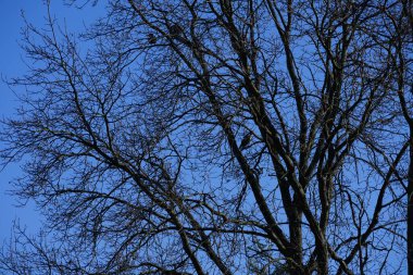 Şubat ayında Quercus Robur ağacına tünemiş kukuletalı kargalar. Kukuletalı karga (