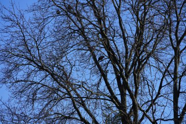 Şubat ayında Quercus Robur ağacına tünemiş kukuletalı kargalar. Kukuletalı karga (