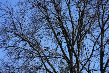 Şubat ayında Quercus Robur ağacına tünemiş kukuletalı kargalar. Kukuletalı karga (
