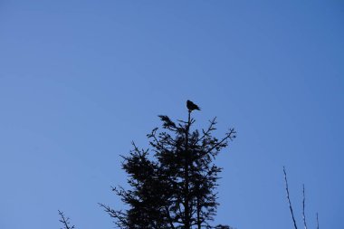 Şubat ayında bir Corvus Cornix kuşu kozalaklı bir ağacın tepesinde oturur. Kukuletalı karga (