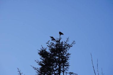 Şubat ayında bir Corvus Cornix kuşu kozalaklı bir ağacın tepesinde oturur. Kukuletalı karga (