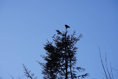 Şubat ayında bir Corvus Cornix kuşu kozalaklı bir ağacın tepesinde oturur. Kukuletalı karga (