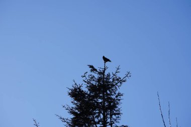 Şubat ayında bir Corvus Cornix kuşu kozalaklı bir ağacın tepesinde oturur. Kukuletalı karga (