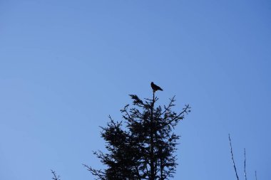 Şubat ayında bir Corvus Cornix kuşu kozalaklı bir ağacın tepesinde oturur. Kukuletalı karga (
