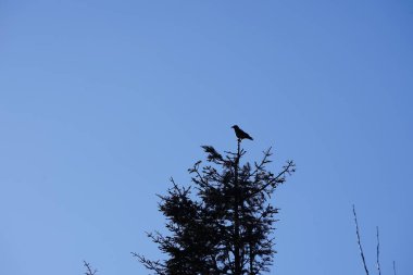 Şubat ayında bir Corvus Cornix kuşu kozalaklı bir ağacın tepesinde oturur. Kukuletalı karga (