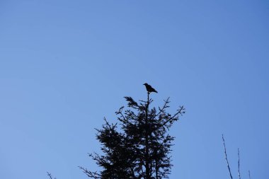 Şubat ayında bir Corvus Cornix kuşu kozalaklı bir ağacın tepesinde oturur. Kukuletalı karga (