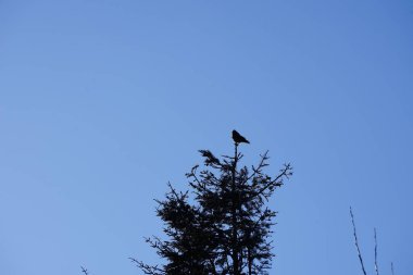Şubat ayında bir Corvus Cornix kuşu kozalaklı bir ağacın tepesinde oturur. Kukuletalı karga (
