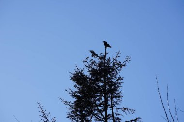 Şubat ayında bir Corvus Cornix kuşu kozalaklı bir ağacın tepesinde oturur. Kukuletalı karga (