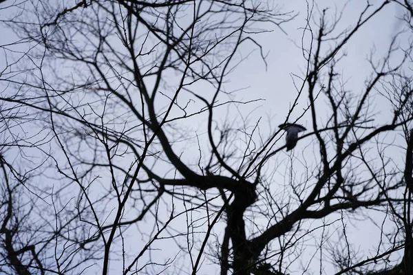 Şubat ayında bir Columba palumbus kuşu, sonsuza dek yeşil Hedera sarmalı ile çevrili bir ağaçta oturur. Kolomb palumbus güvercini güvercin ve güvercin familyasının büyük bir türüdür. Berlin, Almanya, Avrupa. 