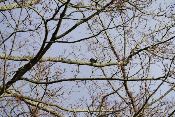 Şubat ayında bir Columba palumbus kuşu bir Acer platanoides ağaç dalında oturur. Kolomb palumbus güvercini güvercin ve güvercin familyasının büyük bir türüdür. Berlin, Almanya, Avrupa. 