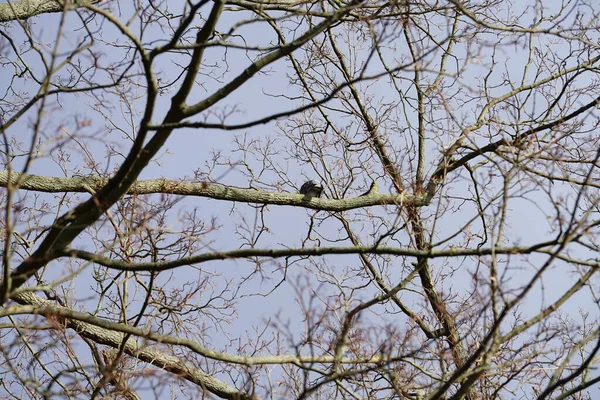 Şubat ayında bir Columba palumbus kuşu bir Acer platanoides ağaç dalında oturur. Kolomb palumbus güvercini güvercin ve güvercin familyasının büyük bir türüdür. Berlin, Almanya, Avrupa. 
