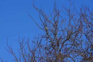 A Cyanistes caeruleus bird sits on a branch of Ulmus minor in February. The Eurasian blue tit, Cyanistes caeruleus, is a small passerine bird in the tit family, Paridae. Berlin, Germany, Europe.                                