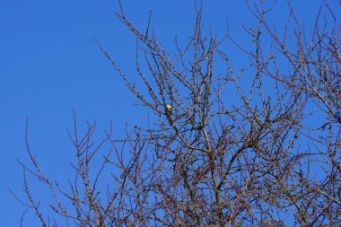 A Cyanistes caeruleus bird sits on a branch of Ulmus minor in February. The Eurasian blue tit, Cyanistes caeruleus, is a small passerine bird in the tit family, Paridae. Berlin, Germany, Europe.                                