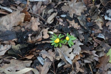 Eranbu hyemalis bitkileri şubatta sarı çiçeklerle açar. Eranthis hyemalis, Ranunculaceae familyasından çiçekli bir bitki türüdür. Berlin, Almanya, Avrupa.