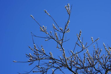 Salix caprea blooms at the end of February. Salix caprea, known as goat willow, pussy willow or great salallow, is a common species of willow. Berlin, Germany, Europe.              