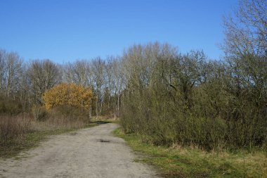 Corylus Avellana Şubat ayında çiçek açacak. Corylus avellana, huş ağacı (Betulaceae) familyasından bir bitki türü. Berlin, Almanya, Avrupa.                                     
