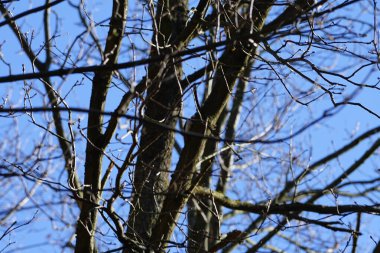 Dendrocopos 'un önde gelen ağaçkakanlarından biri Şubat ayında vahşi doğada bir Quercus soyguncusu dalına tünemiş. Büyük benekli ağaçkakan, Dendrocopos Major, orta büyüklükte bir ağaçkakandır. Berlin, Almanya, Avrupa.                          