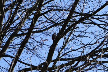 Dendrocopos 'un önde gelen ağaçkakanlarından biri Şubat ayında vahşi doğada bir Quercus soyguncusu dalına tünemiş. Büyük benekli ağaçkakan, Dendrocopos Major, orta büyüklükte bir ağaçkakandır. Berlin, Almanya, Avrupa.                          
