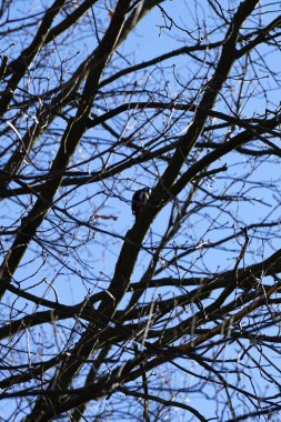 Dendrocopos 'un önde gelen ağaçkakanlarından biri Şubat ayında vahşi doğada bir Quercus soyguncusu dalına tünemiş. Büyük benekli ağaçkakan, Dendrocopos Major, orta büyüklükte bir ağaçkakandır. Berlin, Almanya, Avrupa.                          