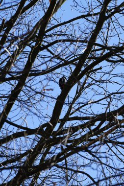 Dendrocopos 'un önde gelen ağaçkakanlarından biri Şubat ayında vahşi doğada bir Quercus soyguncusu dalına tünemiş. Büyük benekli ağaçkakan, Dendrocopos Major, orta büyüklükte bir ağaçkakandır. Berlin, Almanya, Avrupa.                          