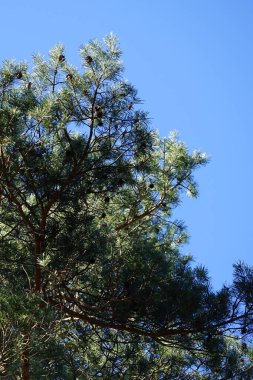 Bir Dendrocopos büyük ağaçkakanı Şubat ayında vahşi doğada bir Pinus Sylvestris ağacının dalına tünemiş. Büyük benekli ağaçkakan, Dendrocopos Major, orta büyüklükte bir ağaçkakandır. Berlin, Almanya, Avrupa.                             