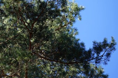 Bir Dendrocopos büyük ağaçkakanı Şubat ayında vahşi doğada bir Pinus Sylvestris ağacının dalına tünemiş. Büyük benekli ağaçkakan, Dendrocopos Major, orta büyüklükte bir ağaçkakandır. Berlin, Almanya, Avrupa.                             
