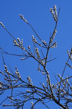 Salix caprea blooms at the end of February. Salix caprea, known as goat willow, pussy willow or great salallow, is a common species of willow. Berlin, Germany, Europe.                               