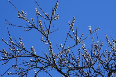 Salix caprea blooms at the end of February. Salix caprea, known as goat willow, pussy willow or great salallow, is a common species of willow. Berlin, Germany, Europe.                               