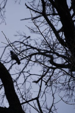 Quercus robur ağacı Şubat ayında yetişir ve arka planda Corvus cornix kuşu bulunur. Quercus robur, kayın ve meşe (Fagaceae) familyasından bir çicek türü. Berlin, Almanya, Avrupa.                      