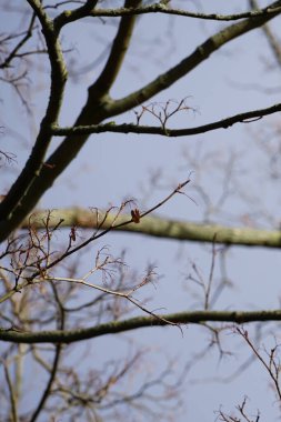 Acer platanoides ağacı Şubat 'ta büyüyor. Acer platanoides, Norveç akçaağaç türü. Berlin, Almanya, Avrupa.                                