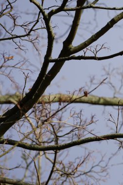 Acer platanoides ağacı Şubat 'ta büyüyor. Acer platanoides, Norveç akçaağaç türü. Berlin, Almanya, Avrupa.                                